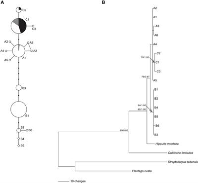 Clear phylogeographical structures shed light on the origin and dispersal of the aquatic boreal plant Hippuris vulgaris